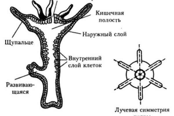 Ссылка на кракен
