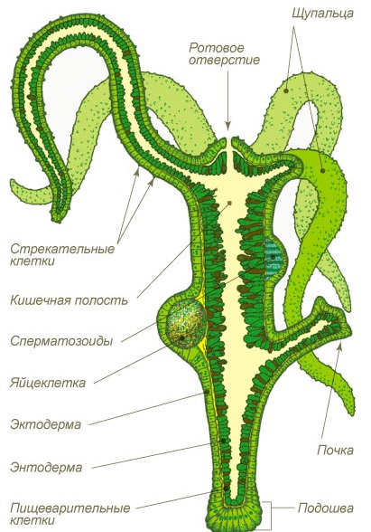 Vk8 at кракен